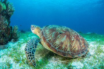 Obraz na płótnie Canvas sea turtle and diver