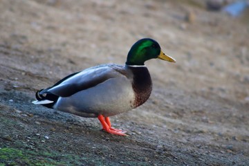 duck in water