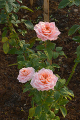 Beautiful rose on dark background