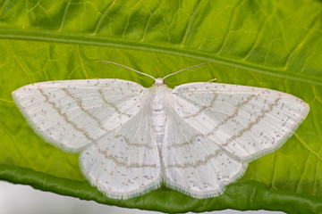 The common white wave (Cabera pusaria) is a moth of the family Geometridae. © ihorhvozdetskiy