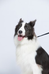 The border collie poses and poses against a white background