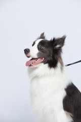 The border collie poses and poses against a white background