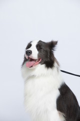 The border collie poses and poses against a white background