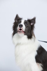 The border collie poses and poses against a white background