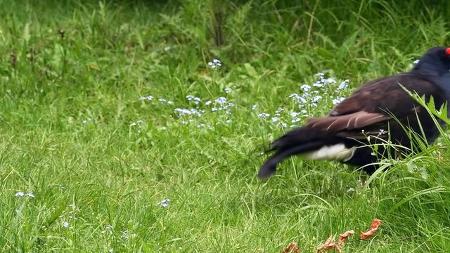Black grouse (Lyrurus tetrix / Tetrao tetrix) male foraging in grassland in spring