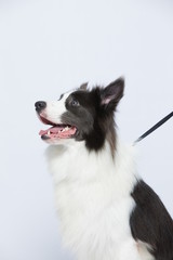 The border collie poses and poses against a white background