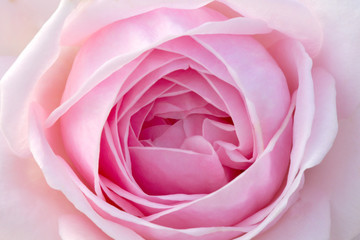 Close up pink rose for card or background