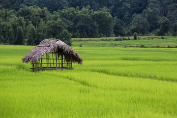 Fototapeta na wymiar Green rice filed with cottage