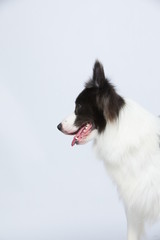 The border collie poses and poses against a white background