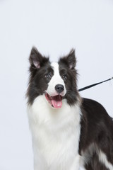 The border collie poses and poses against a white background