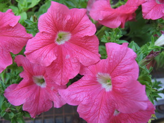 Close-up of a pink flowers, Jagtap Nursery, Camp