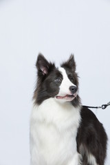 The border collie poses and poses against a white background