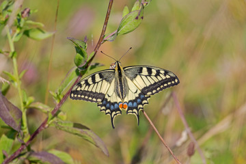 Papilio machaon, the Old World swallowtail, is a butterfly of the family Papilionidae. Old World Swallowtail butterfly - Papilio machaon, beautiful colored iconic butterfly from European meadows.