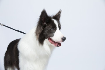 The border collie poses and poses against a white background