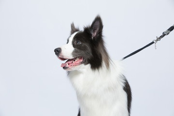 The border collie poses and poses against a white background