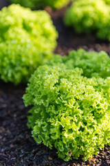 Fresh green lettuce plant garden, healthy vegetable, organice lettuce garden, mornign outdoor day light