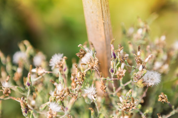 Green oak lettuce flower over blurred green garden background, seed harvesting, outdoor day light, agriculture concept, organic farming