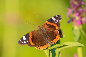 Red Admiral Butterfly - Vanessa atalanta sitting on a flower. 