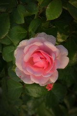Beautiful rose on dark background