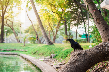 The crow stands on a tree in the pond and has natural views.