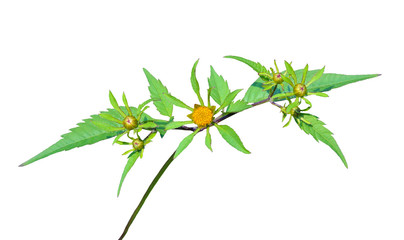 Medicinal herb bur-marigold 5