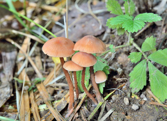 Small mushrooms (Hygrocybe laeta) 3