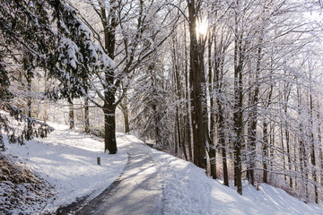 A calm snowy winter morning landscape with a colorful background, snow covered trees and a road heading down a hill