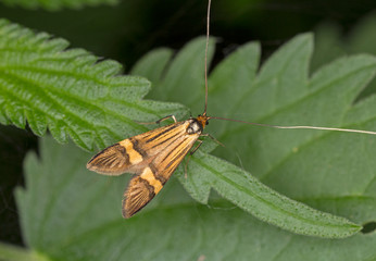 The longhorn moth or yellow-barred long-horn (Nemophora degeerella) is a diurnal lepidopteran from the moths family Adelidae. A beautiful tiny Nemophora degeerella moth perching on a plant. 