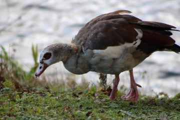 duck on grass