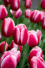 Obraz premium Różowe tulipany w Keukenhof w Holandii.