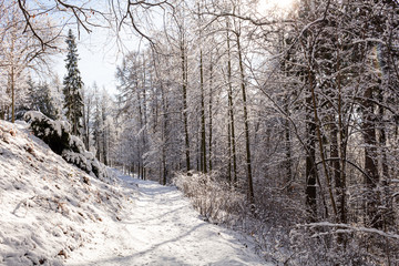 Majestic winter landscape. frosty pine tree under sunlight at sunset. christmas holiday concept, unusual wonderful landscape. fantastic wintry background. instagram effect.