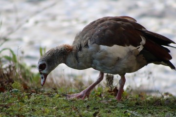 duck on grass