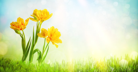 Beautiful yellow tulips flowers on blurred light background. Spring or summer floral background with copy space