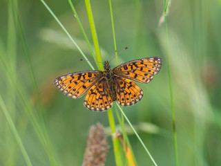 The map (Araschnia levana) is a butterfly of the family Nymphalidae. Map butterfly (Araschnia levana) spring generation insect on grass.