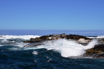 Group of sea lions on the rocks of Duiker Island
