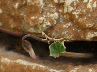 Praying mantis baby on a leaf of cyclamen