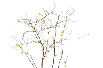 Spring branch with first leaves isolated on white background. Spring twigs with first small leaves of decorative garden bush..