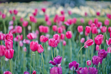 Obraz na płótnie Canvas many purple tulips on the field under the sun