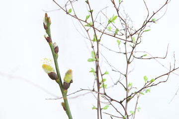 Early spring branches with first leaves and twig of pussy catkins willow . Spring twigs with first small leaves and pussy catkins..