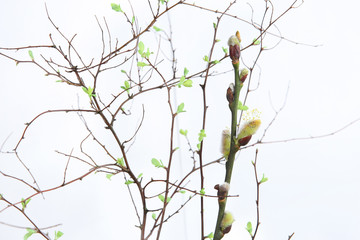 Early spring branches with first leaves and twig of pussy catkins willow . Spring twigs with first small leaves and pussy catkins..