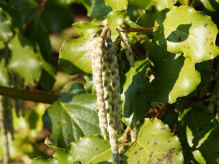 (Garrya elliptica) Coast silk-tassel with inflorescences in cascade of silver or grey-green pendant...