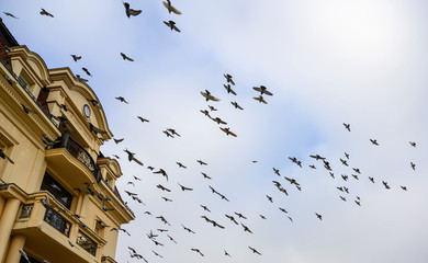 Silhouettes of pigeons. Many birds flying in the sky