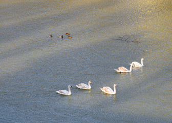 Group of  swans swimming and looking for food under water