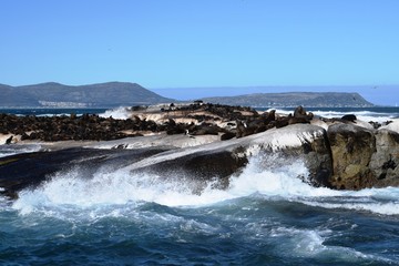 Group of sea lions on the rocks of Duiker Island