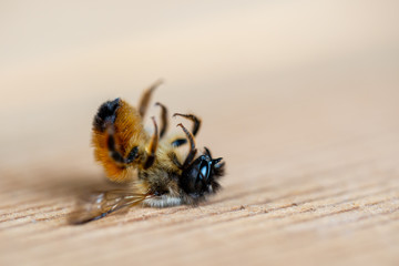 Close up of a dead honey bee lying on the ground, insecticide and pesticide environmental issues, ecological disaster, insect extinction