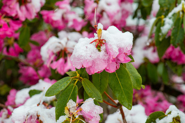 Schnee auf Rhododendronblüten