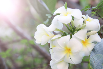 Beautiful group of White plumeria (frangipani) blooming in the morning,Bright white yellow plumeria flowers as a floral background
