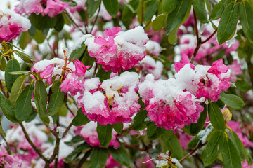Schnee auf Rhododendron Blüten nach Wintereinbruch