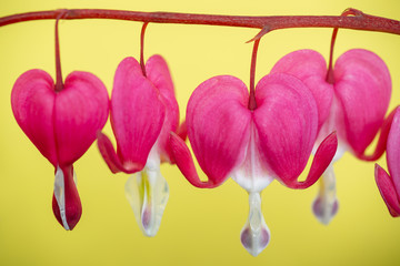 Bleeding heart flowers close up on yellow background (Lamprocapnos spectabilis)