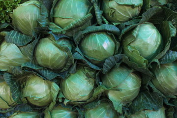 Fototapeta na wymiar Fresh Cabbage for sale at New Market, Bhopal, Madhya Pradesh, India